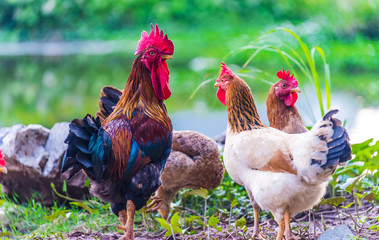 Rooster and chickens on a free range poultry farm © monticellllo