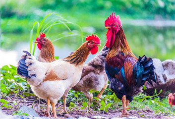 Rooster and chickens on a free range poultry farm