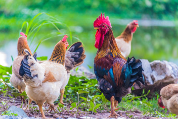 Rooster and chickens on a free range poultry farm © monticellllo
