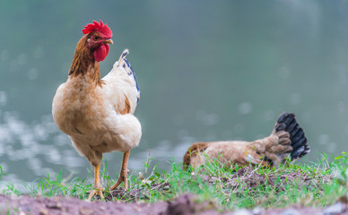 Chickens on traditional free range poultry farm