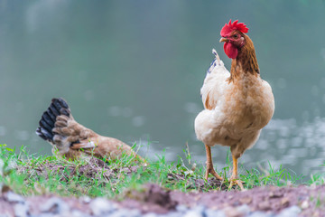 Chickens on traditional free range poultry farm