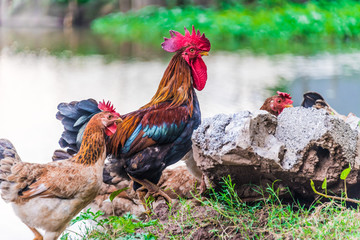 Rooster and chickens on a free range poultry farm © monticellllo