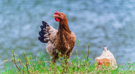 Chickens on traditional free range poultry farm © monticellllo