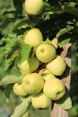 green apples on tree