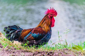 Rooster on a free range poultry farm