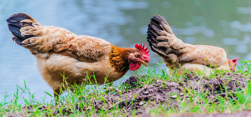 Chickens on traditional free range poultry farm © monticellllo
