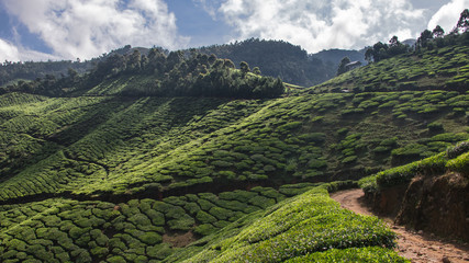 India, South, Munnar, Nilgiris, Tea estate, mountain, hill top, travel, trekking, clouds, 