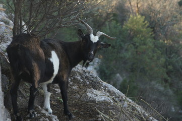 Chèvre