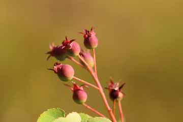 Group of Amelanchier berries, ripening in the sunlight
