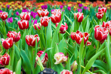 Colorful tulip flower botanic garden