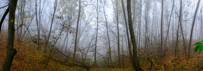 Obraz premium A mysterious and quiet day in the forest with fog. Autumn weather, damp and low temperature. Fairy or horror wallpaper.