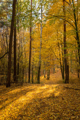 Fototapeta premium Autumn forest road landscape. Forest road in autumn season. Golden autumn view