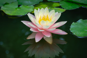 Magic big bright pink water lily or lotus flower Perry's Orange Sunset in pond. Nymphaea reflected in water. Flower landscape for nature wallpaper