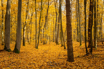 Autumn forest road landscape. Forest road in autumn season. Golden autumn view