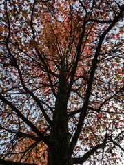 Autumn & Leaves