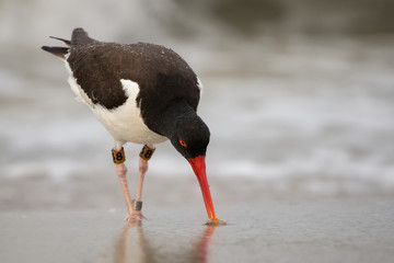 American Oystercatcher