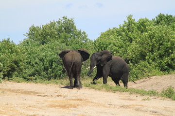 Naklejka premium Elephant mouillé