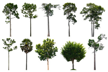 The collection ten trees isolated on white background.