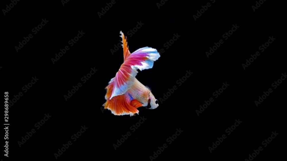 Wall mural Close-Up Of Siamese Fighting Fish Against Black Background - Wall murals
