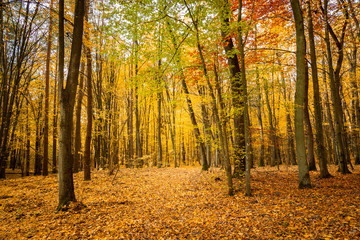 Obraz premium Autumn forest road landscape. Forest road in autumn season. Golden autumn view