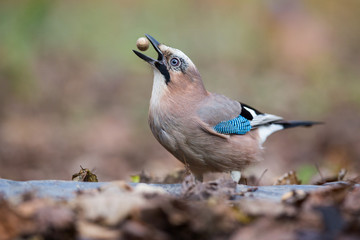 The Jay and Acorn - 298689655