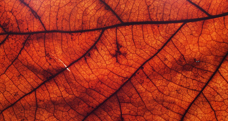 Fototapeta premium Dried fallen autumn leaf close-up. Autumn foliage. Macro mode. Texture.