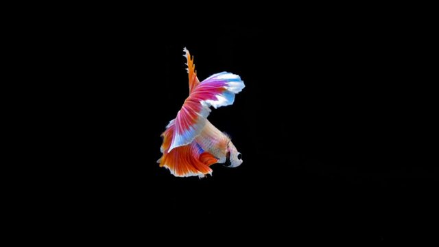 Close-Up Of Siamese Fighting Fish Against Black Background