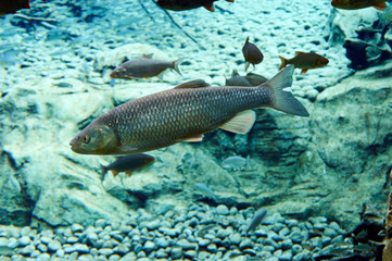 salmon close-up underwater in a wild habitat among a school of fish