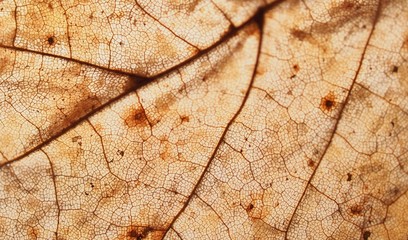 Dried fallen autumn leaf close-up. Autumn foliage. Macro mode. Texture.