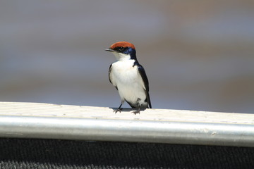 hirondelle à longs brins © Estelle R