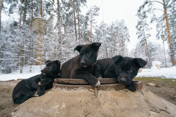 Black puppies on the white snow. Black curious puppies bask on the lid of hatch of the underground heating main