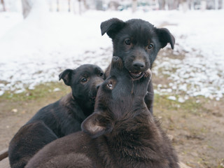 Black puppies on the white snow. Black curious puppies bask on the lid of hatch of the underground heating main