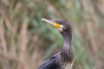 Kormoran