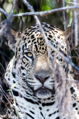 Obraz premium The hidden Jungle big Cat 