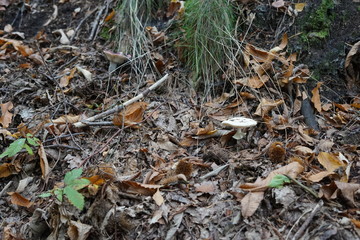 Waldboden mit Knollenblätterpilz