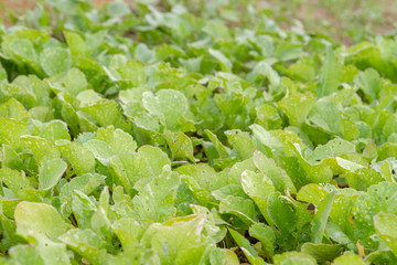 Radishes grow on beds in the garden in early summer