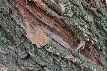  Big crack on old tree bark. Natural wooden texture, backgroun, closeup