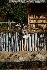 zebra in a zoo