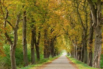Allee im Herbst