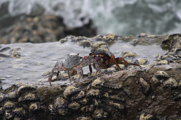 crab ready for fight