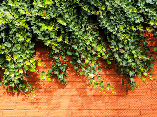 Green ivy hangs from the brick wall