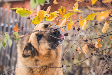 German shepherd dog in autumn park. dog eats a berry.