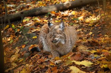 lynx in leaves