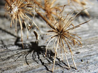 Dry plant and its shadow