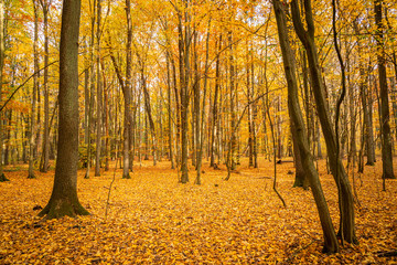 Fototapeta na wymiar Autumn forest road landscape. Forest road in autumn season. Golden autumn view