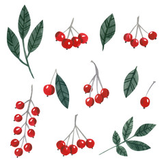 Set of leaves and rowan berries, hand drawn watercolor illustration