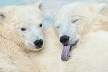 Obraz na płótnie Canvas polar bear