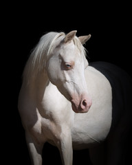 Portrait of a beautiful white horse looks back on black background isolated