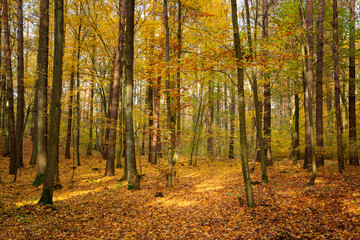 Autumn forest road landscape. Forest road in autumn season. Golden autumn view