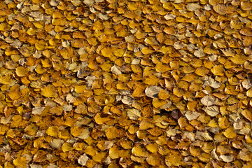 Yellow fallen leaves on the water. Autumn background from leaves. Saturated color.